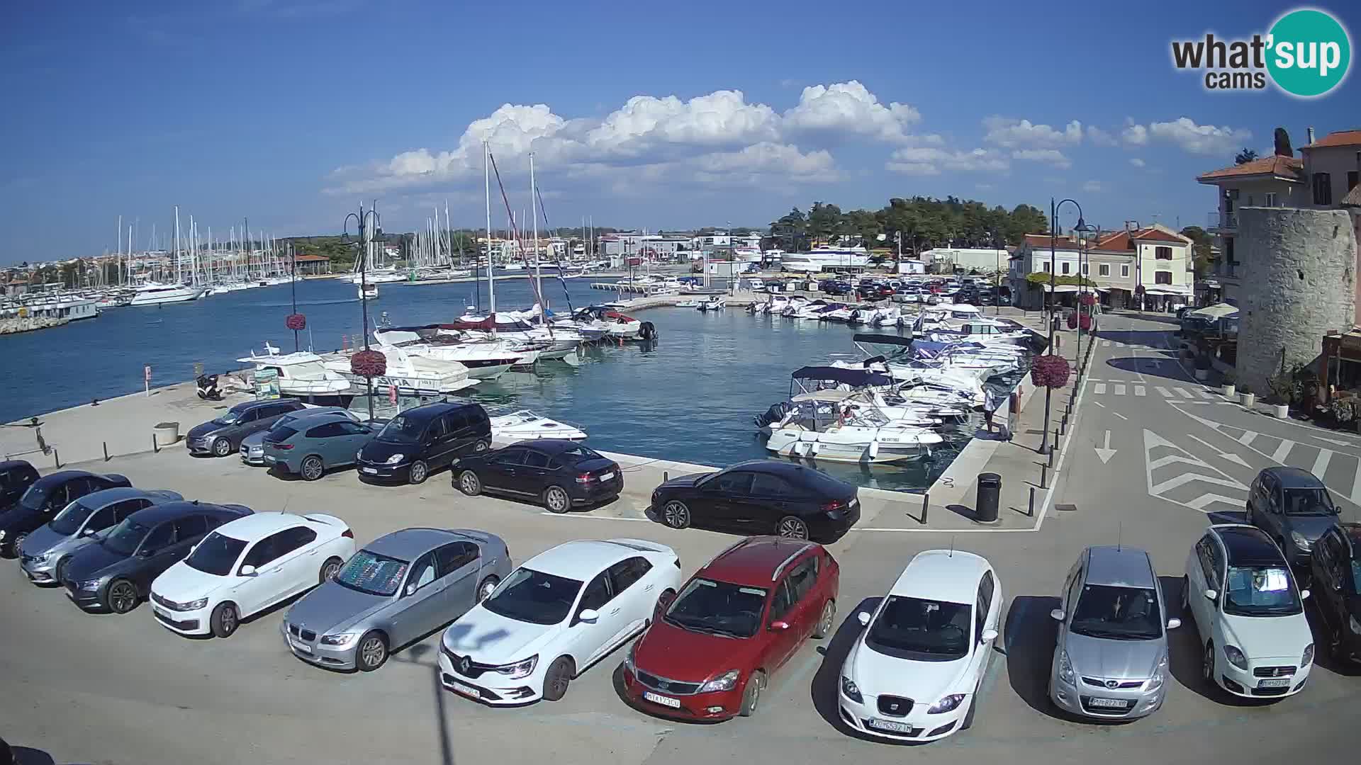 Novigrad | Porporela marina
