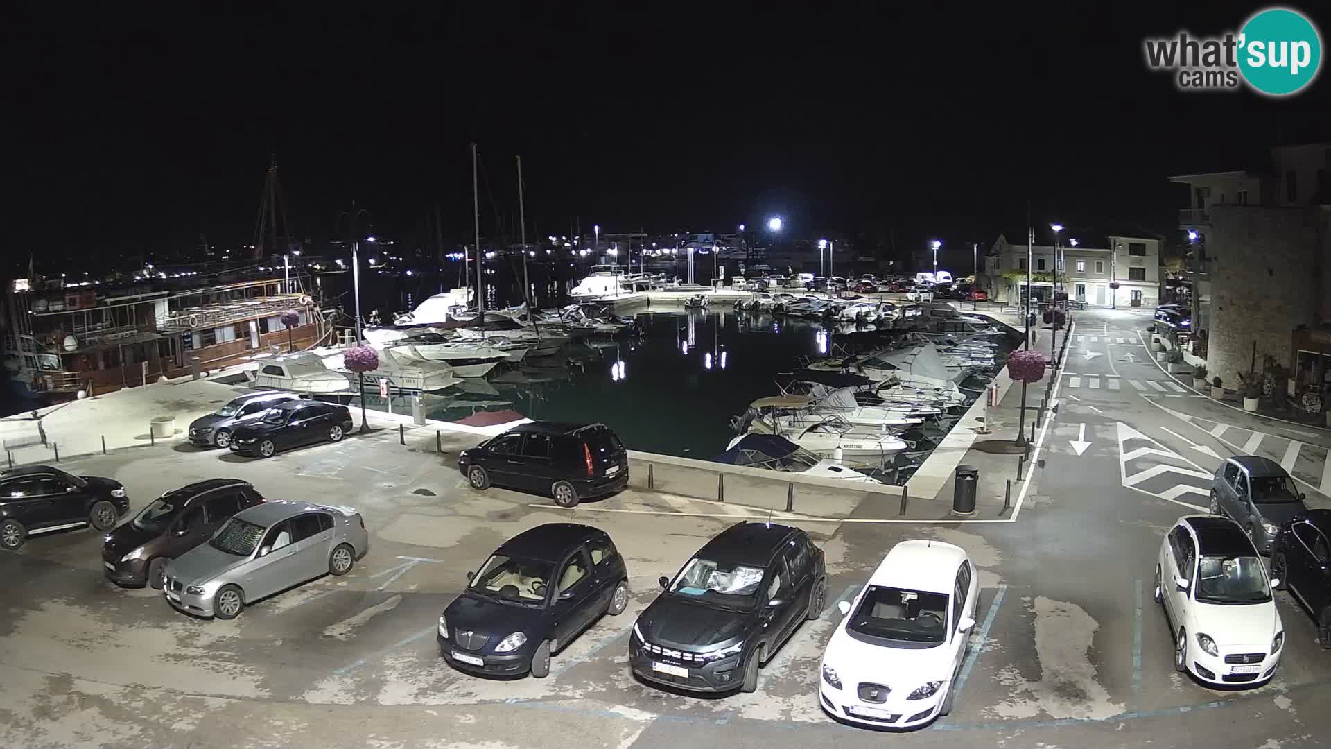 Novigrad | Porporela marina