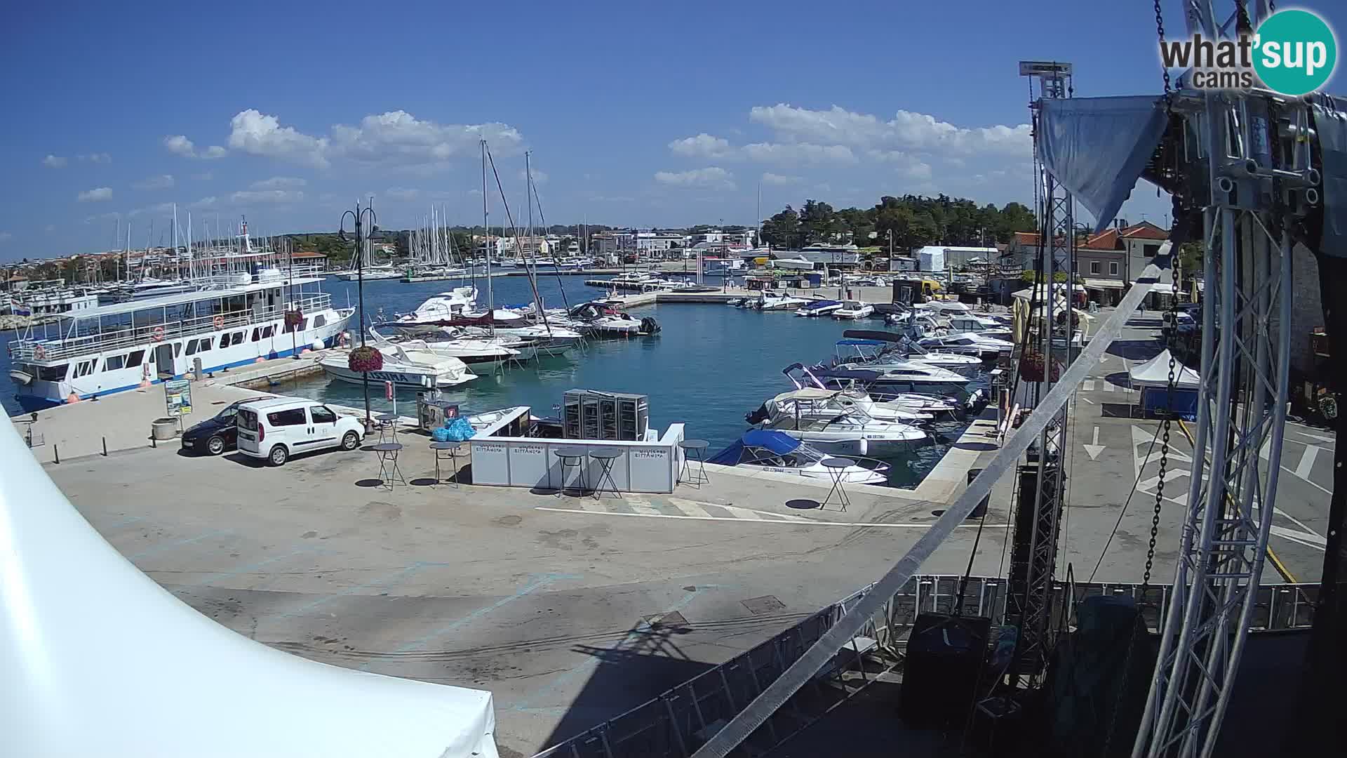 Novigrad | Porporela marina