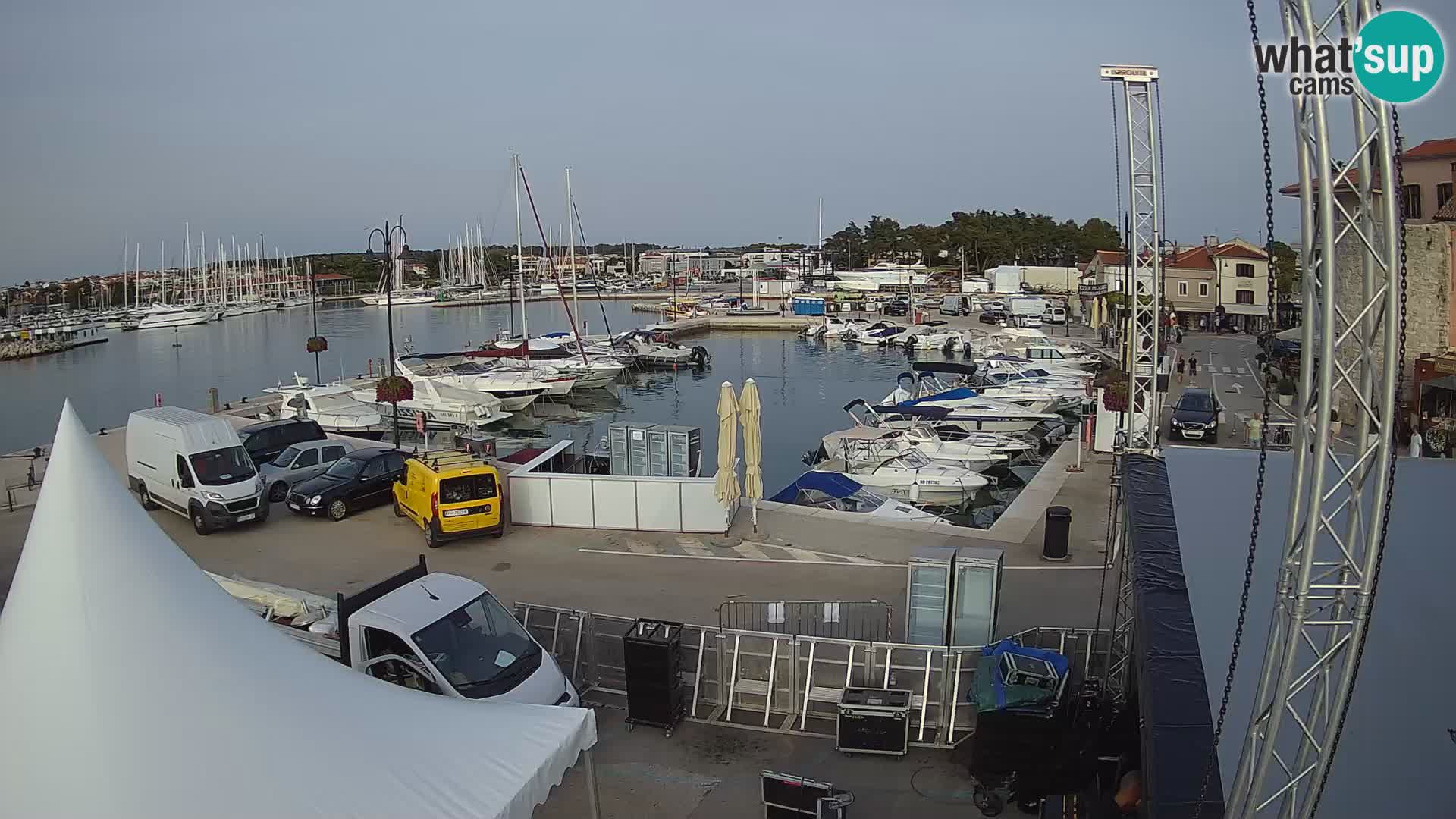 Novigrad | Porporela marina