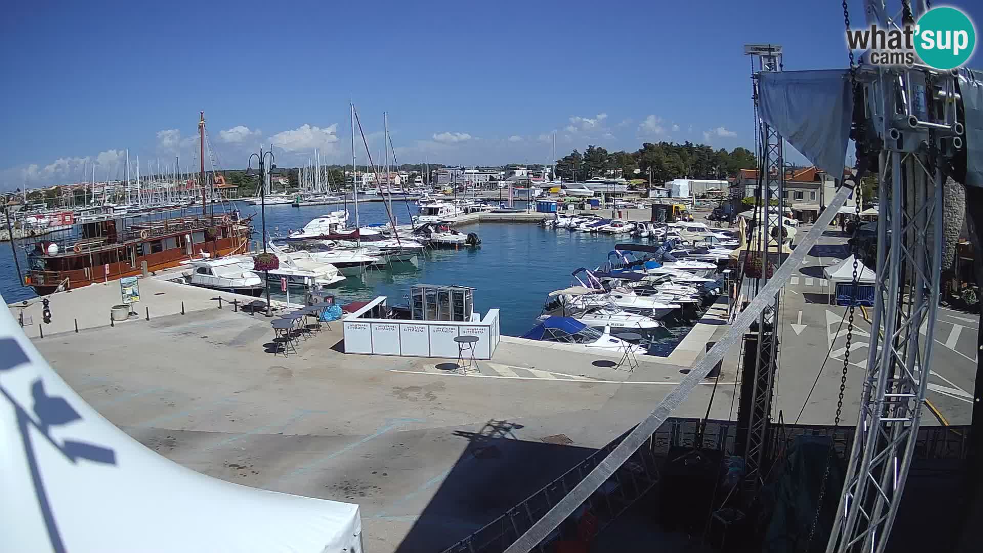 Novigrad | Porporela marina