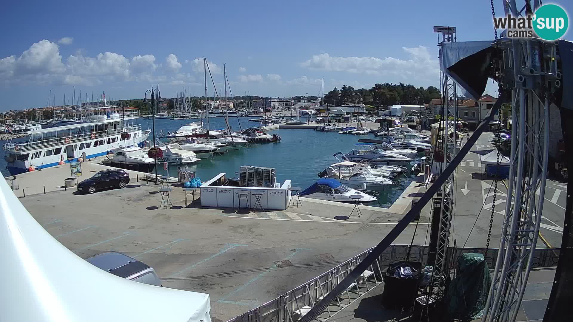 Novigrad | Porporela marina
