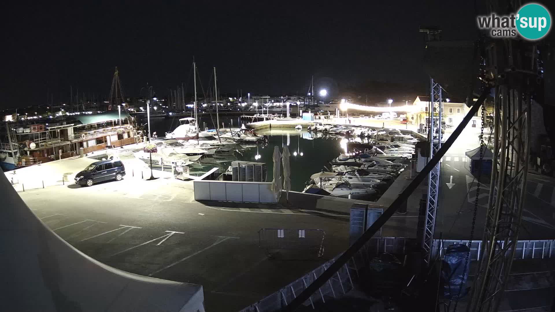 Novigrad | Porporela marina
