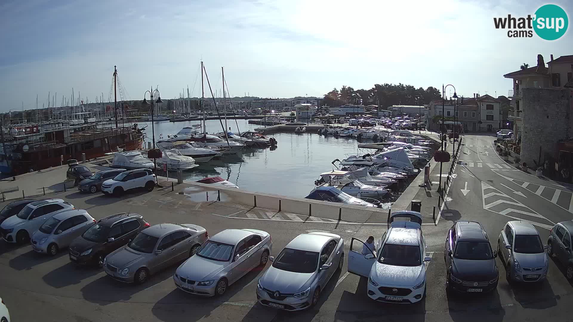 Novigrad | Porporela marina