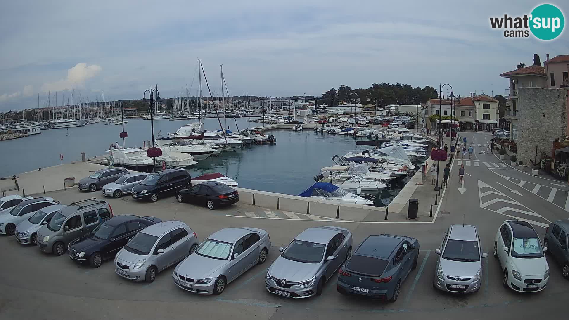 Novigrad | Porporela marina