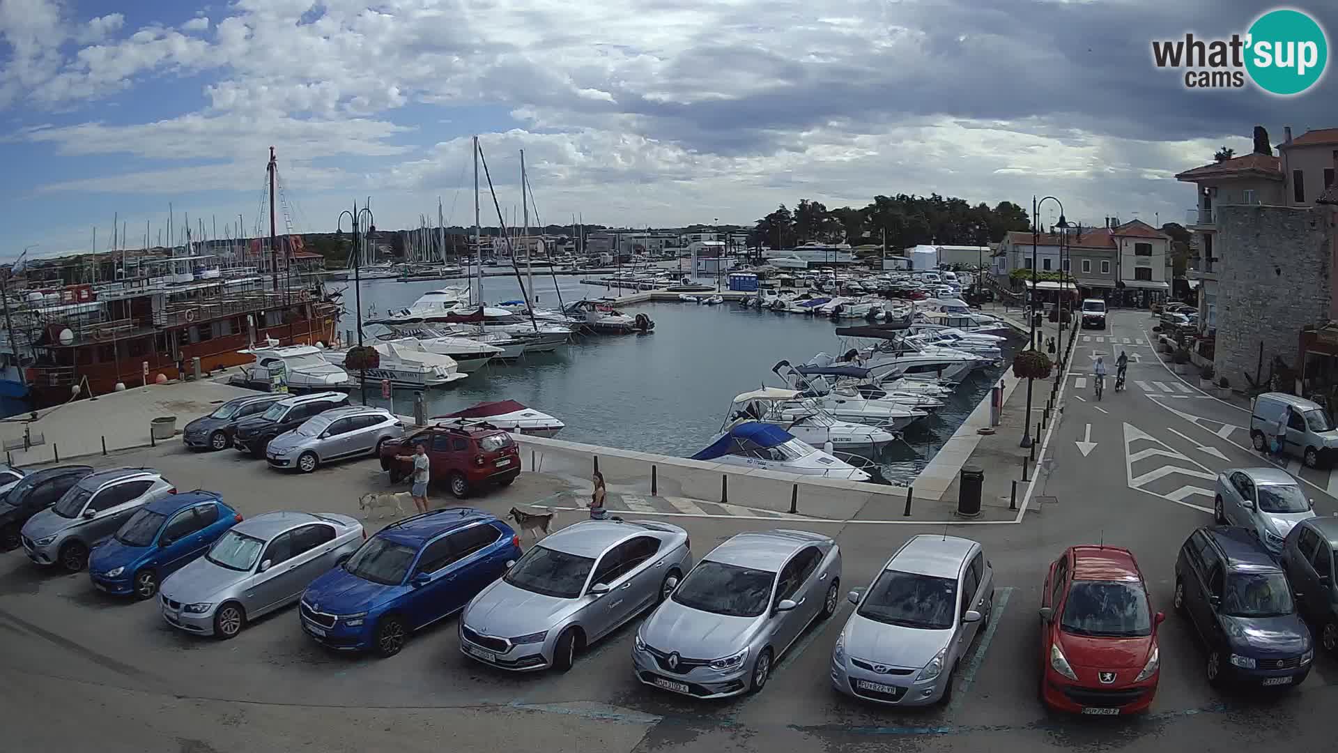Novigrad | Porporela marina