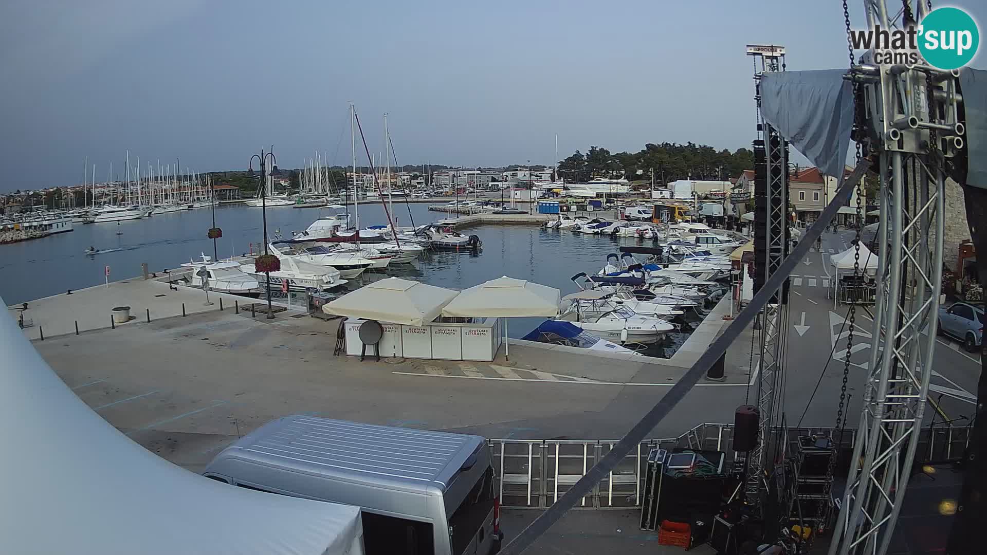 Novigrad | Porporela marina