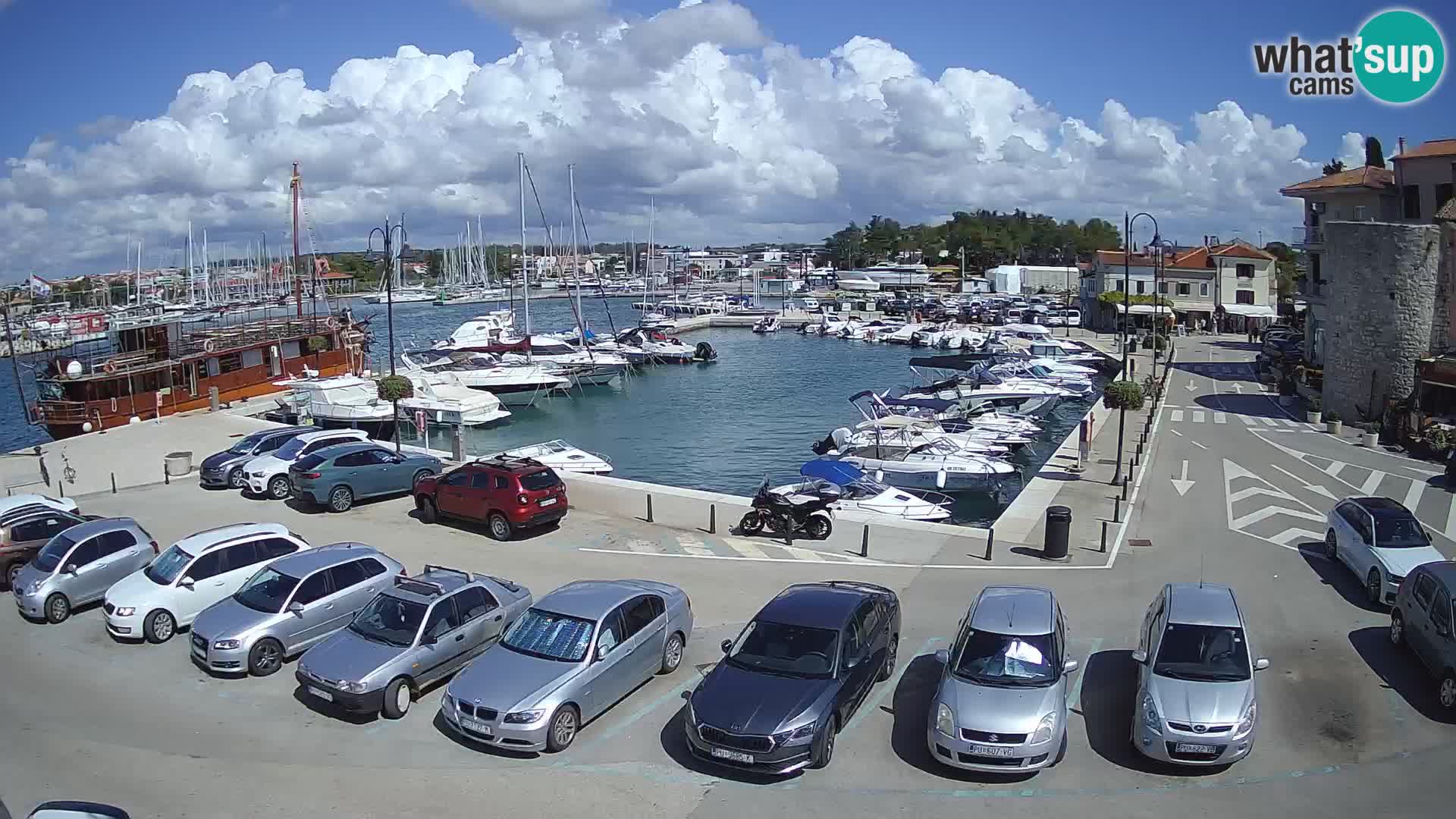 Novigrad | Porporela marina