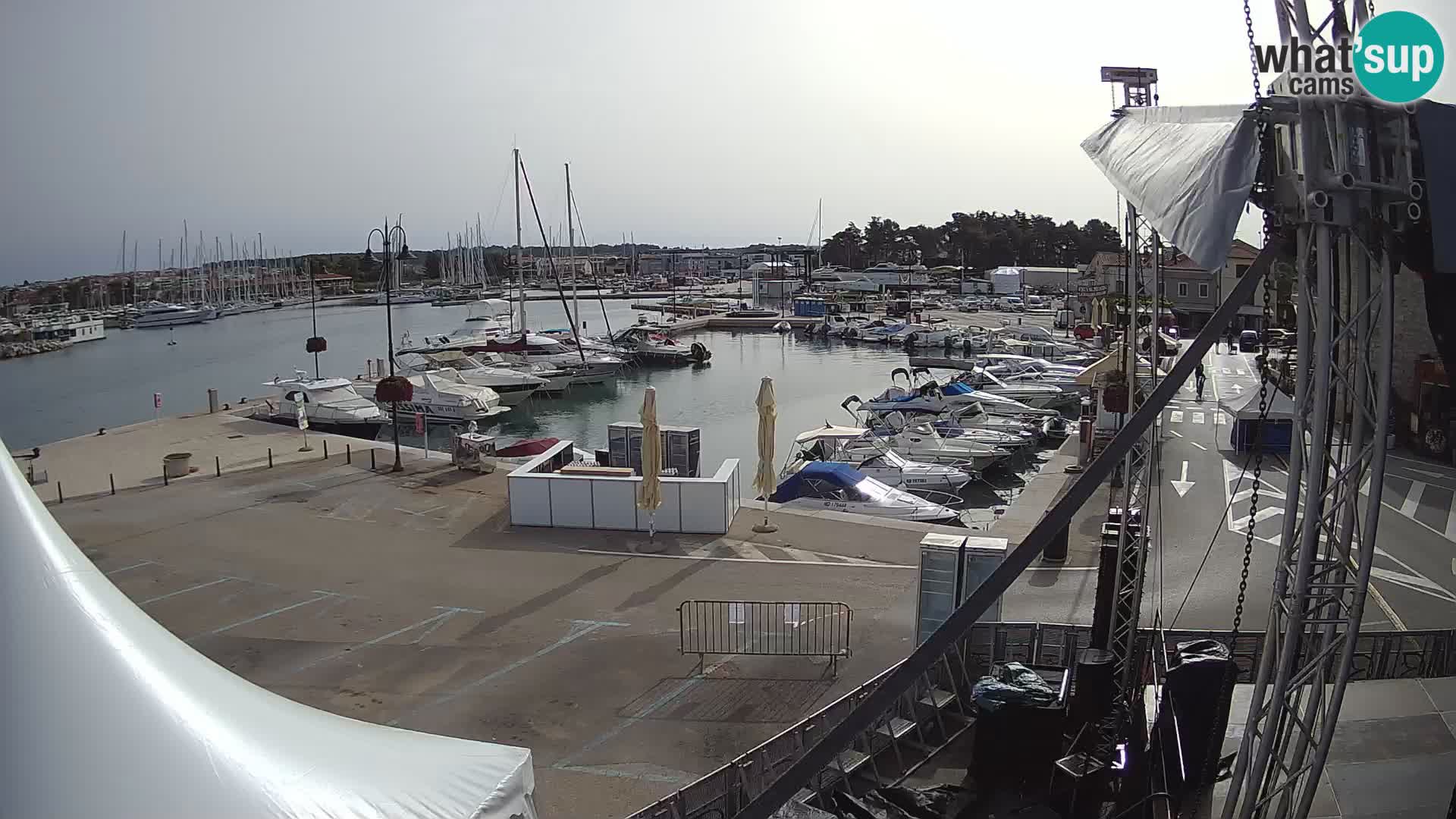 Novigrad | Porporela marina