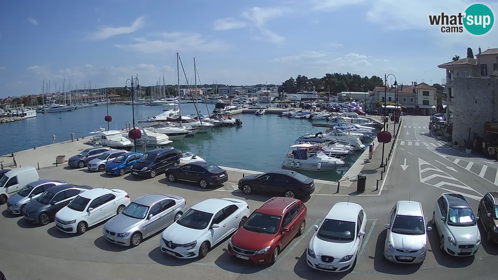 Novigrad | Porporela marina