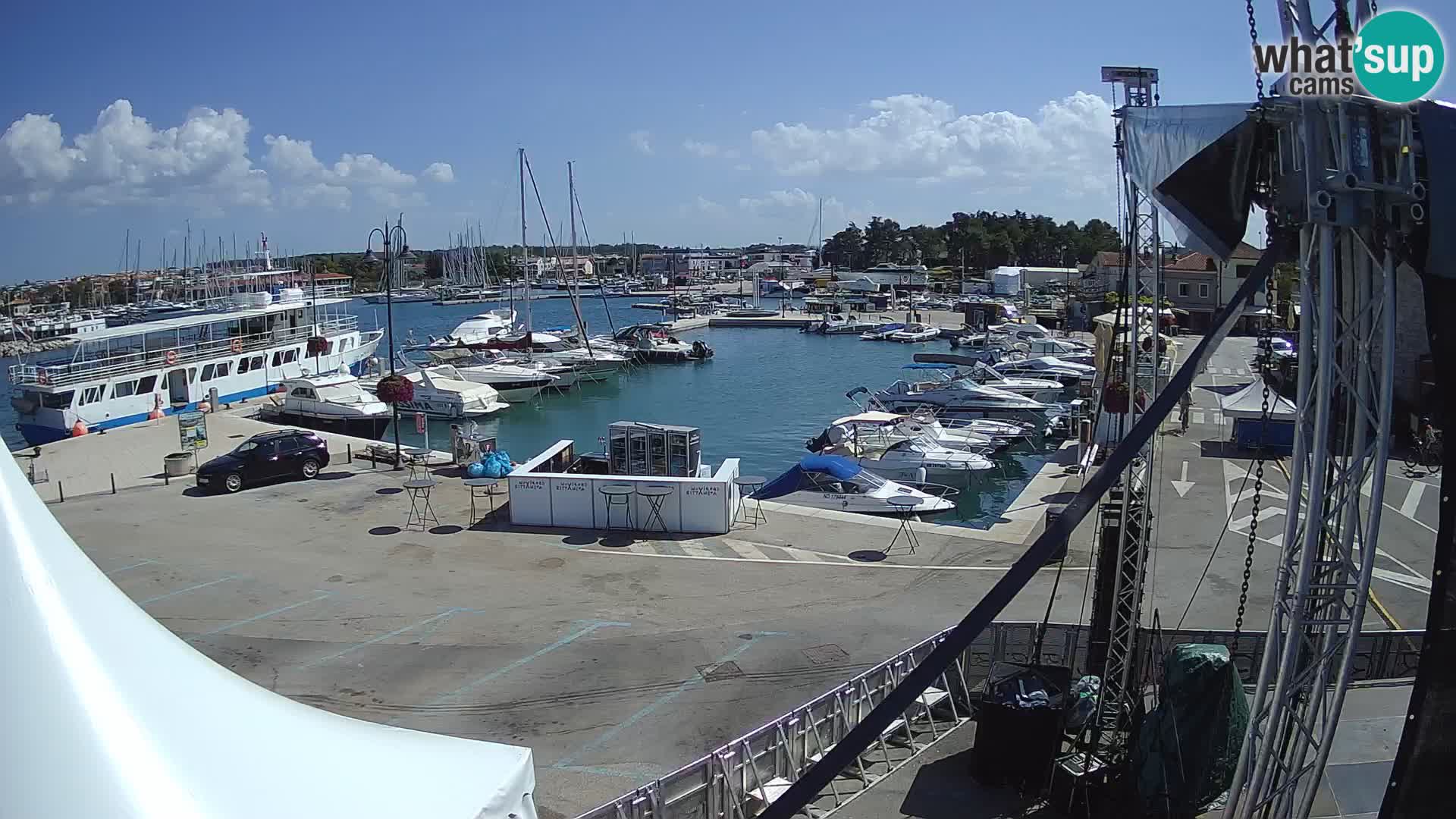 Novigrad | Porporela marina