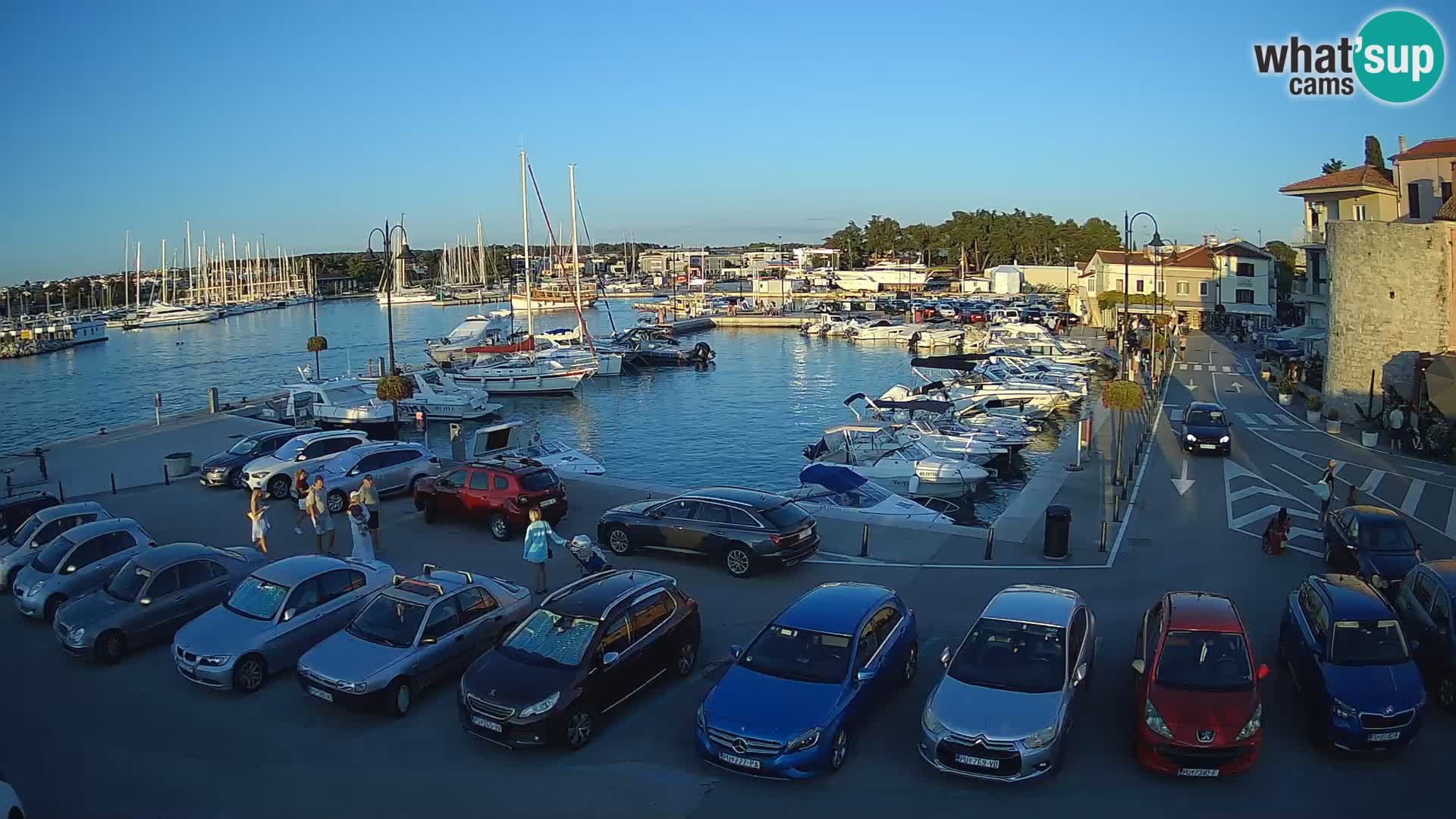 Novigrad | Porporela marina