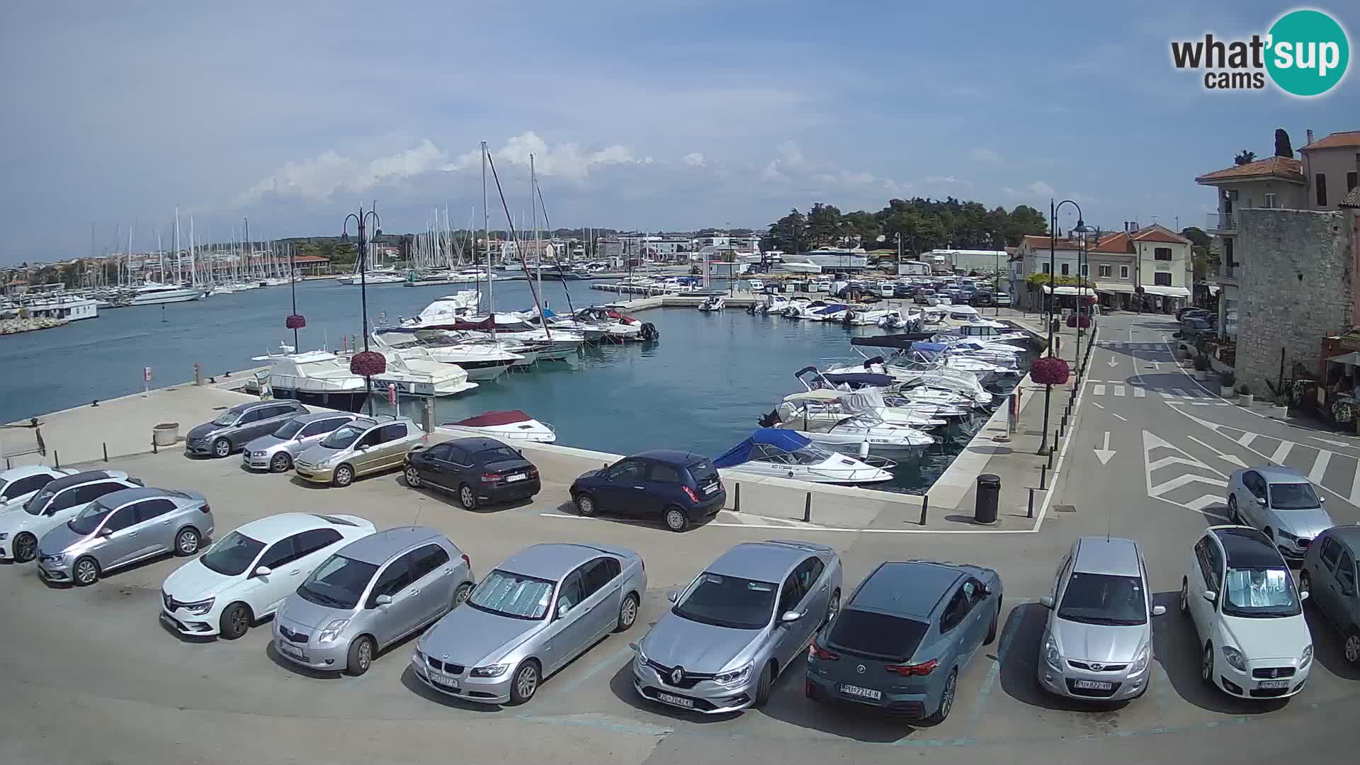 Novigrad | Porporela marina