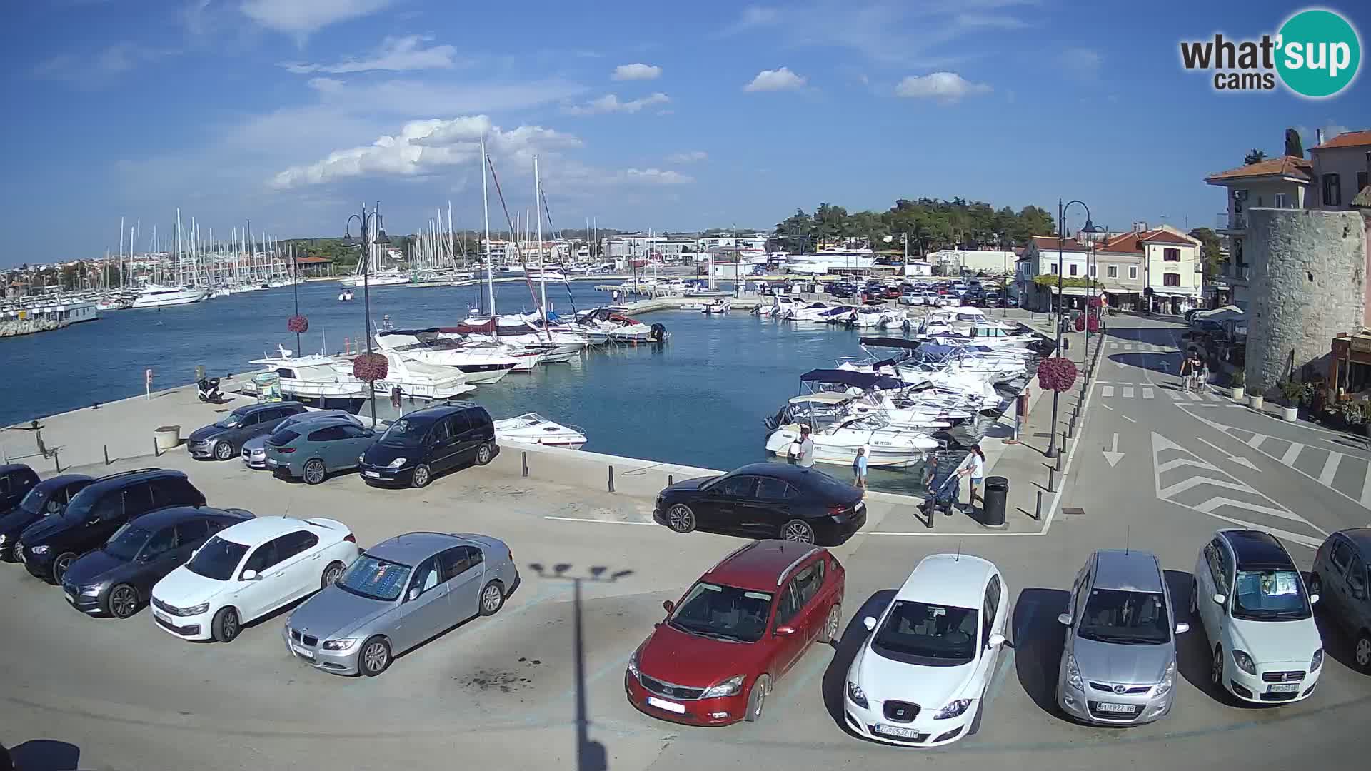 Novigrad | Porporela marina