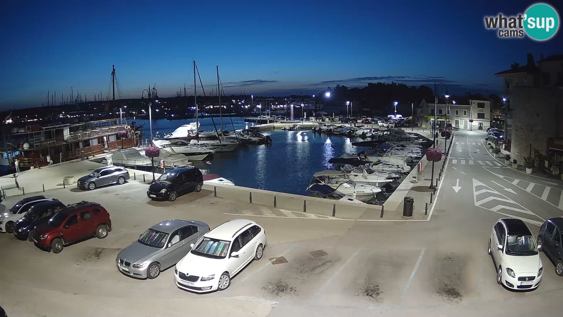 Novigrad | Porporela marina