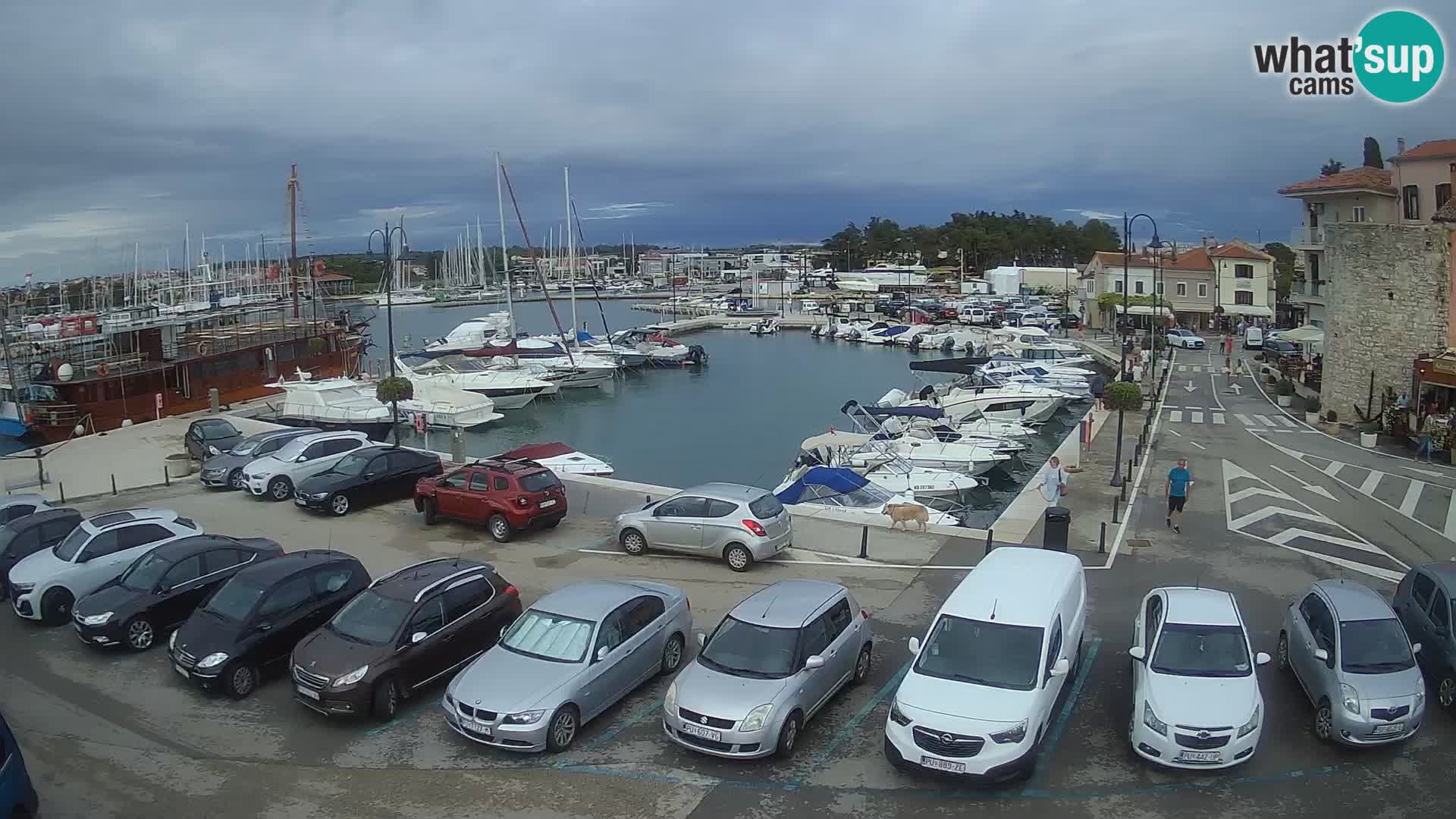 Novigrad | Porporela marina