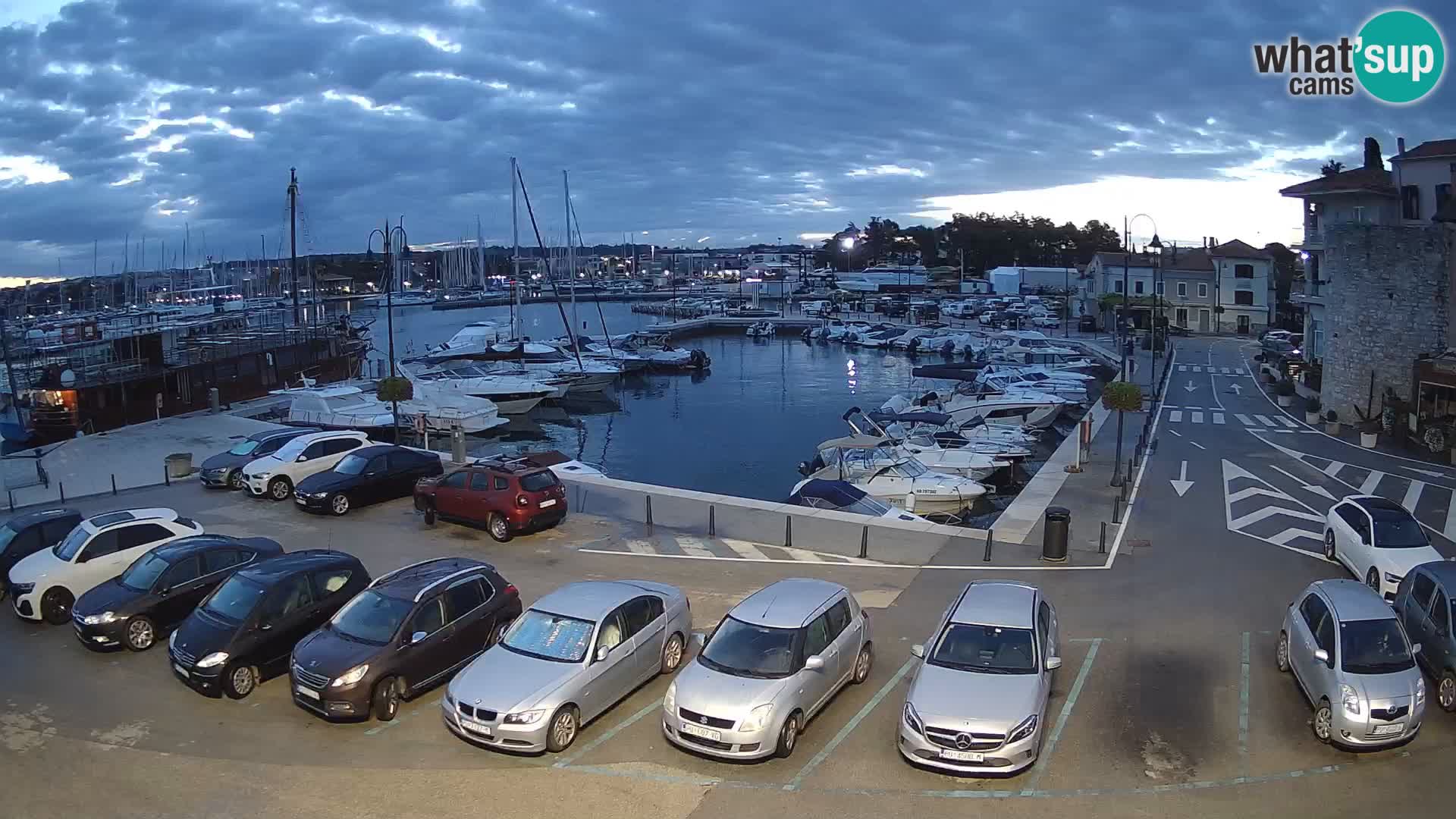 Novigrad | Porporela marina