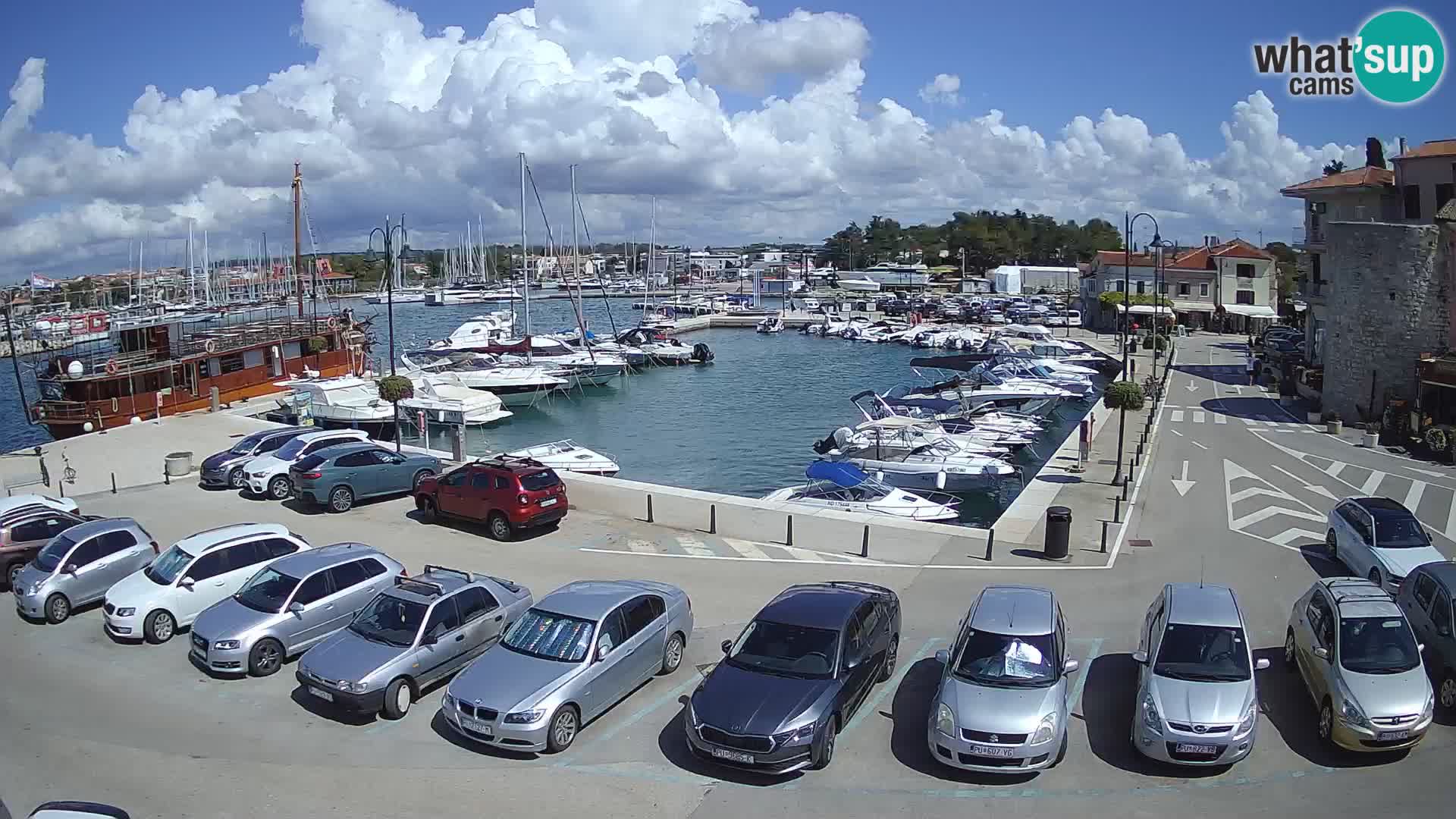 Novigrad | Porporela marina