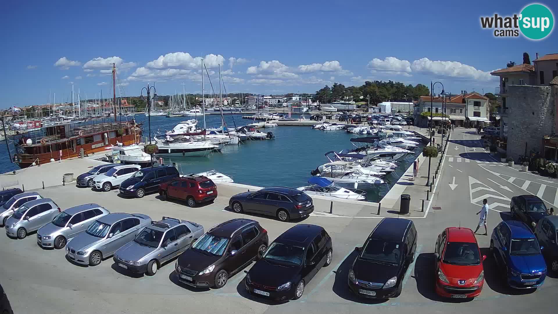 Novigrad | Porporela marina