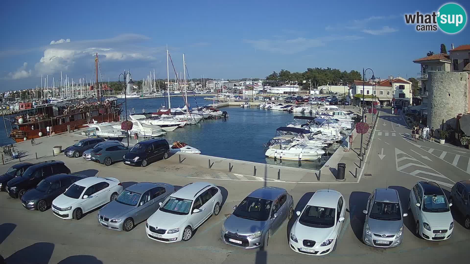 Novigrad | Porporela marina