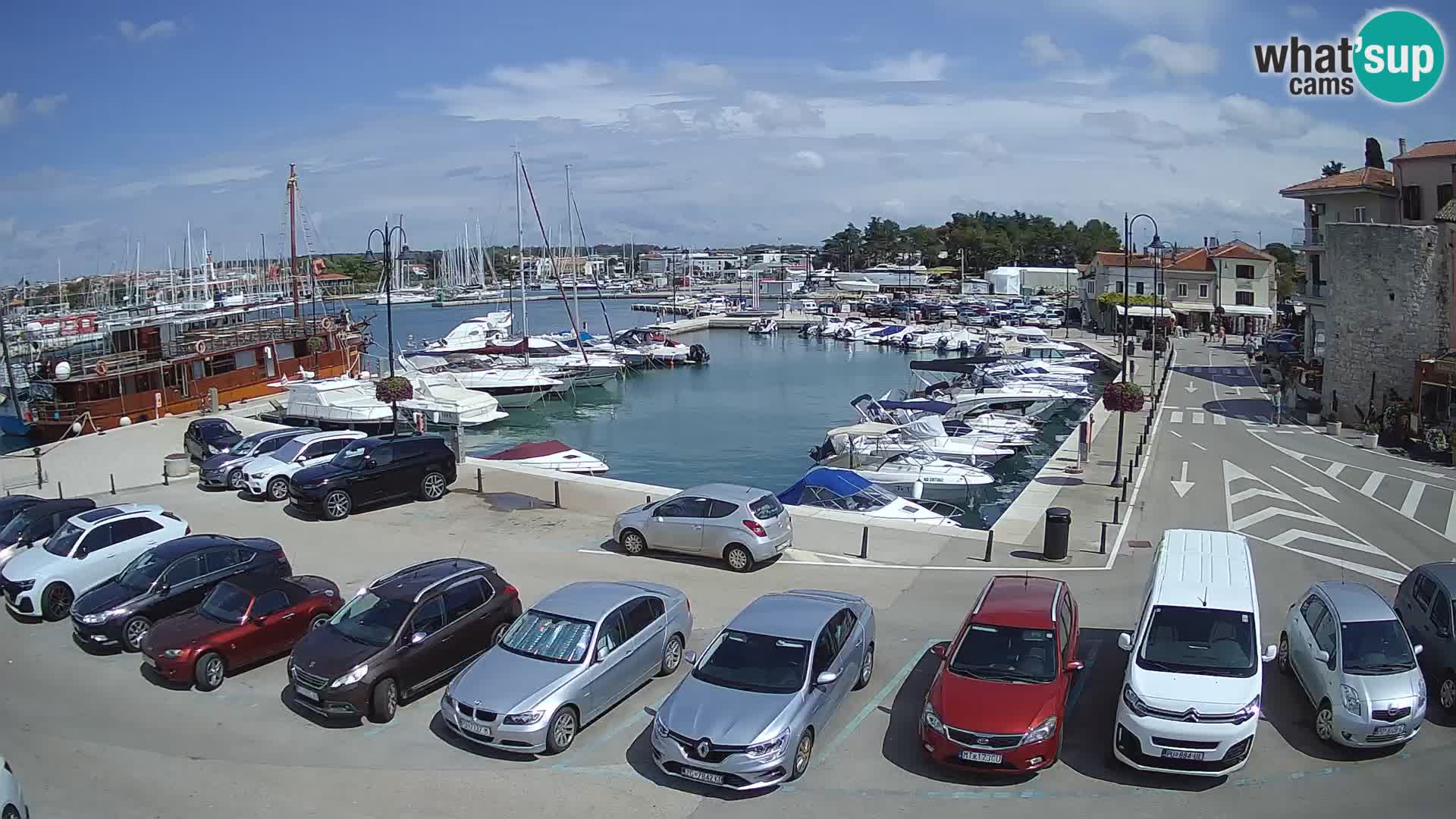 Novigrad | Porporela marina