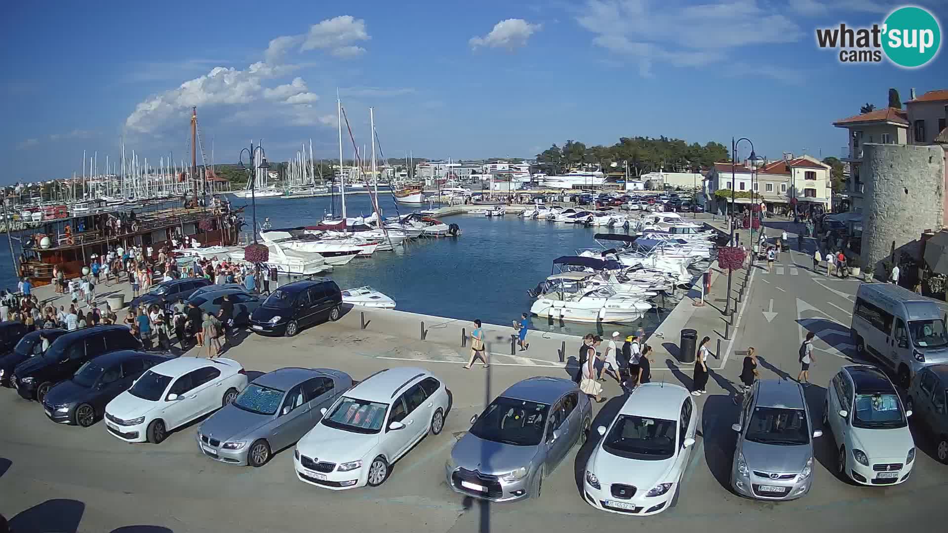 Novigrad | Porporela marina