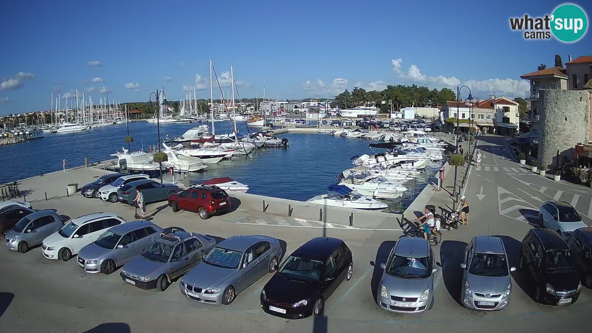 Novigrad | Porporela marina