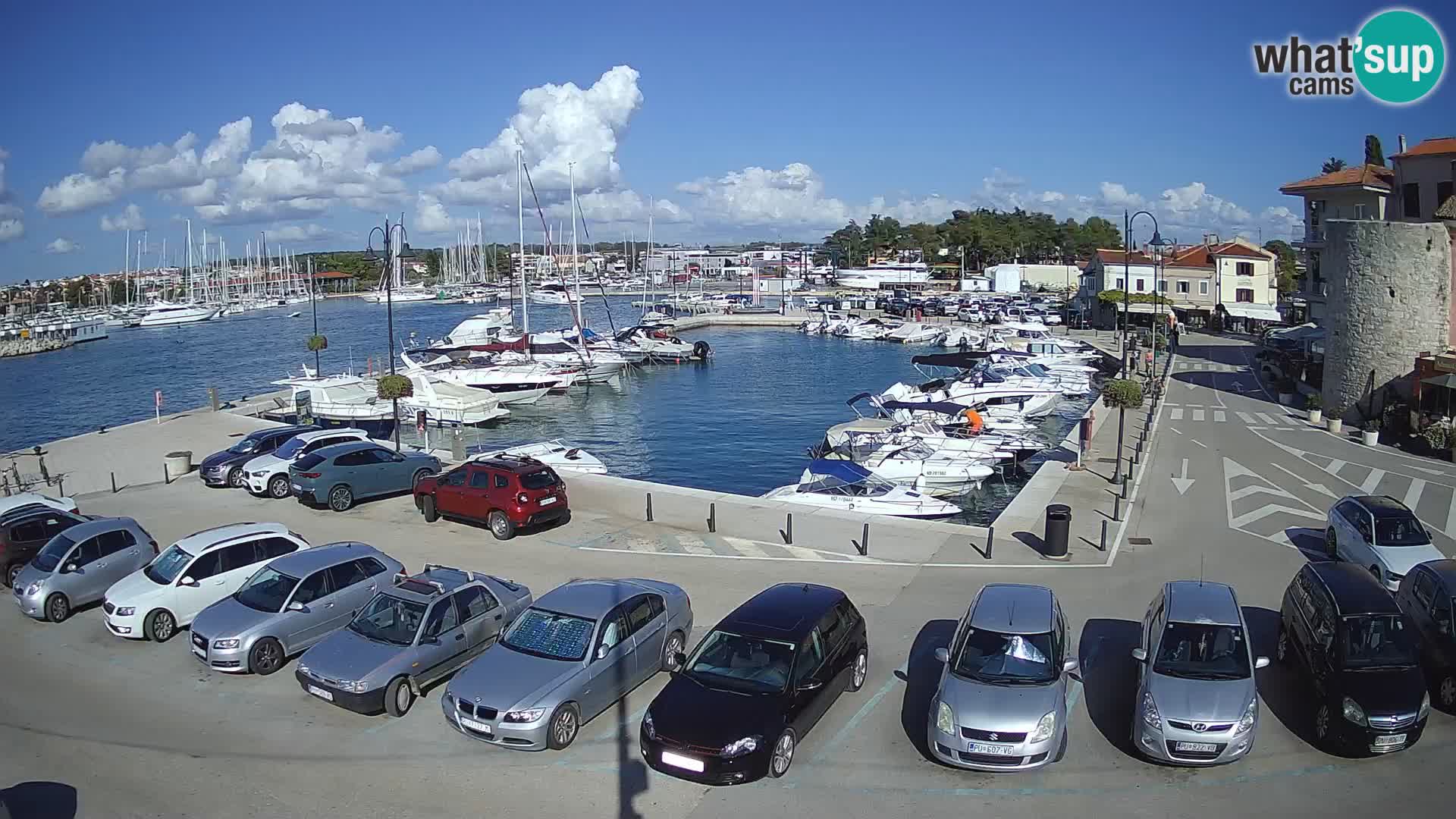 Novigrad | Porporela marina