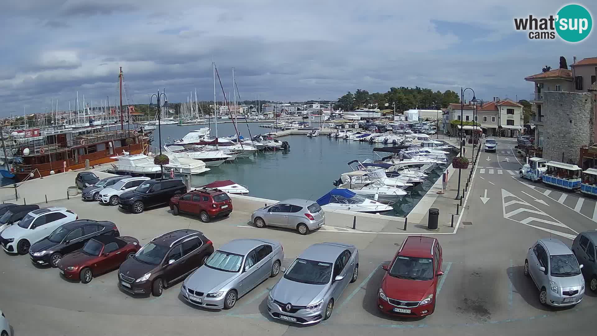 Novigrad | Porporela marina