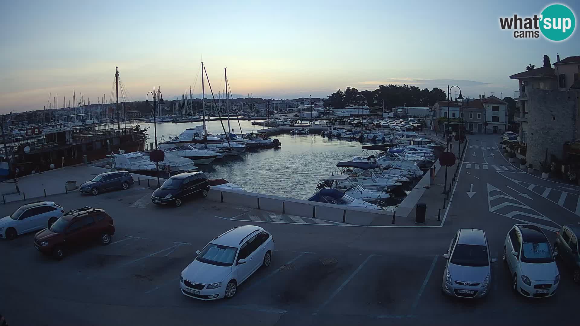 Novigrad | Porporela marina