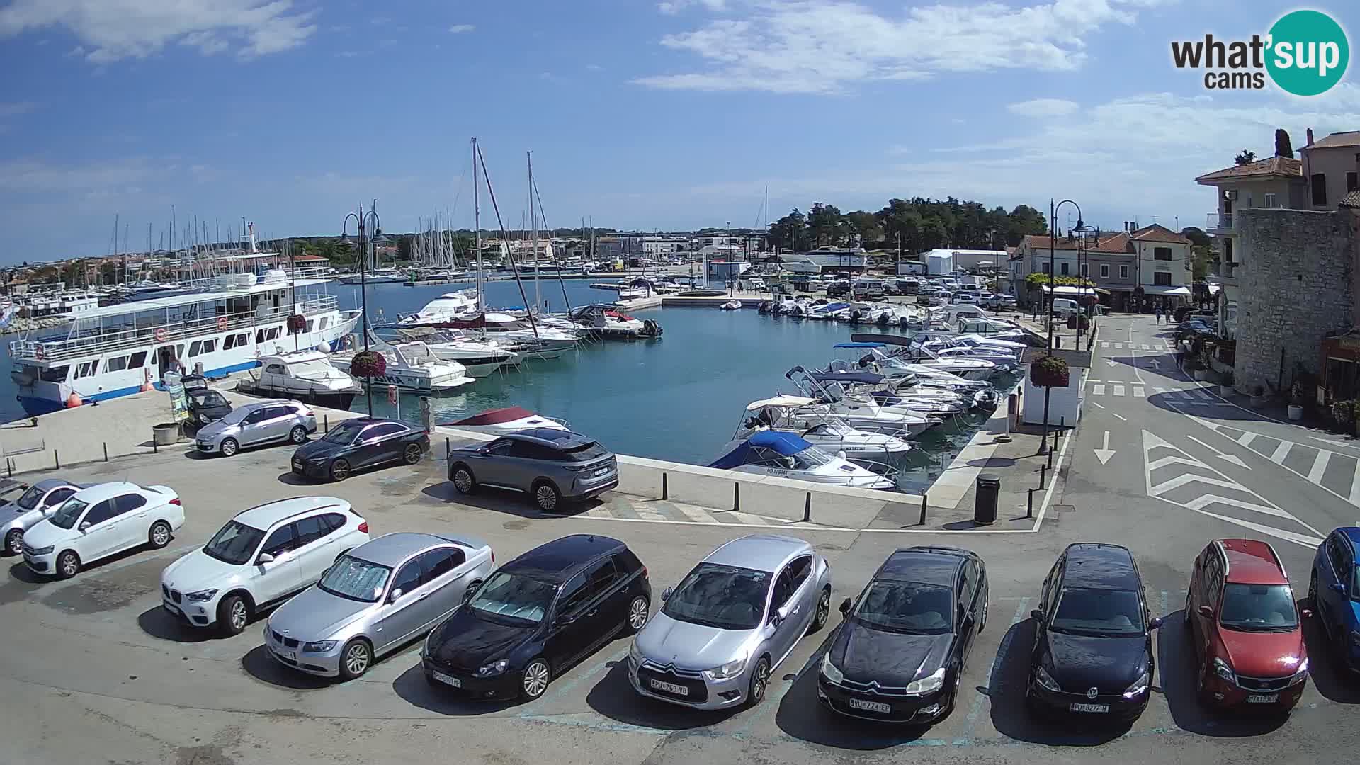 Novigrad | Porporela marina