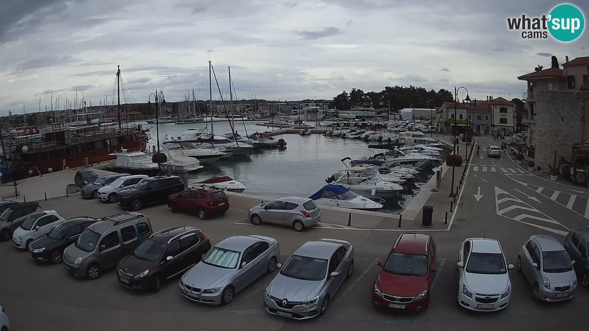 Novigrad | Porporela marina