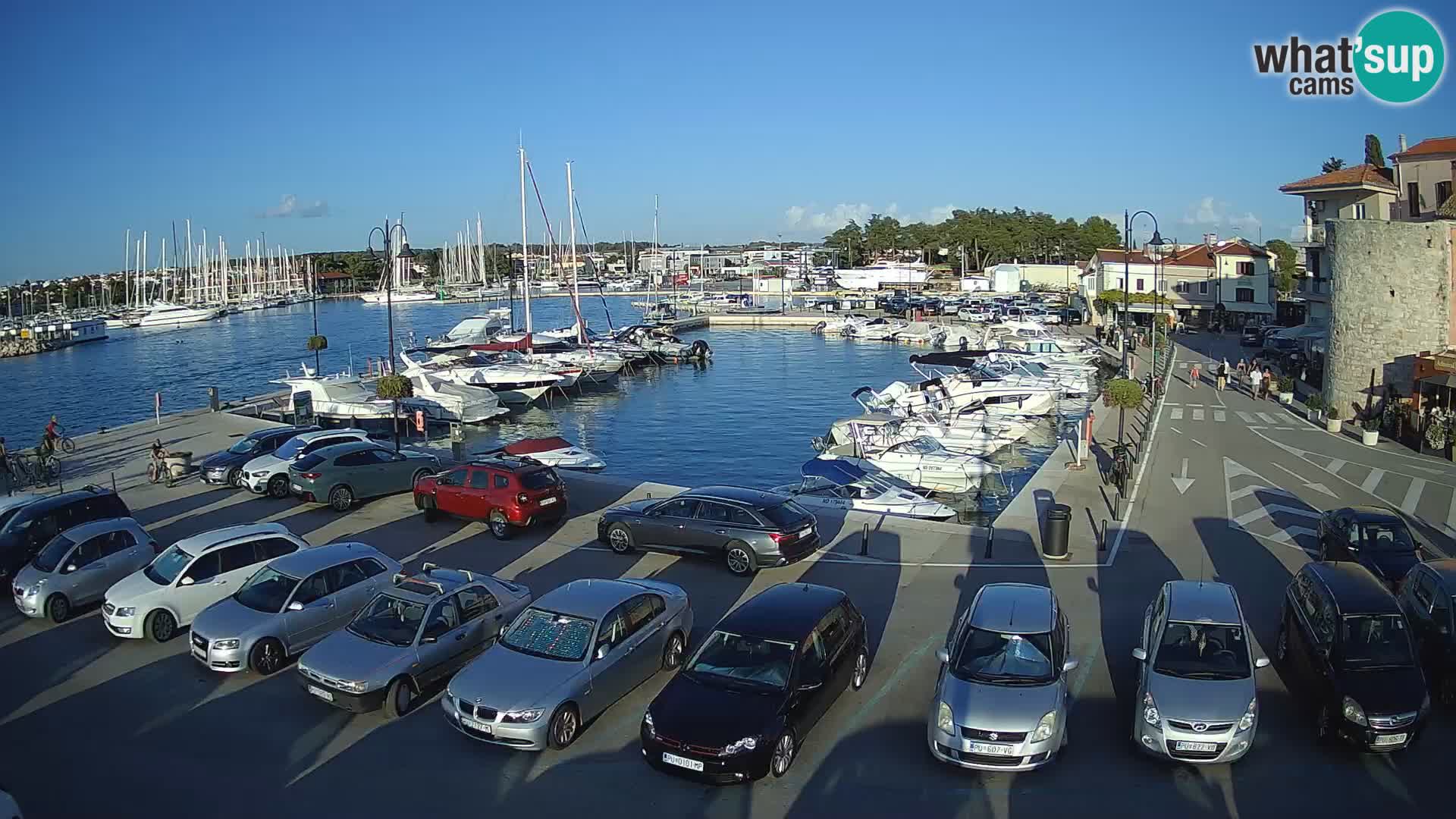 Novigrad | Porporela marina