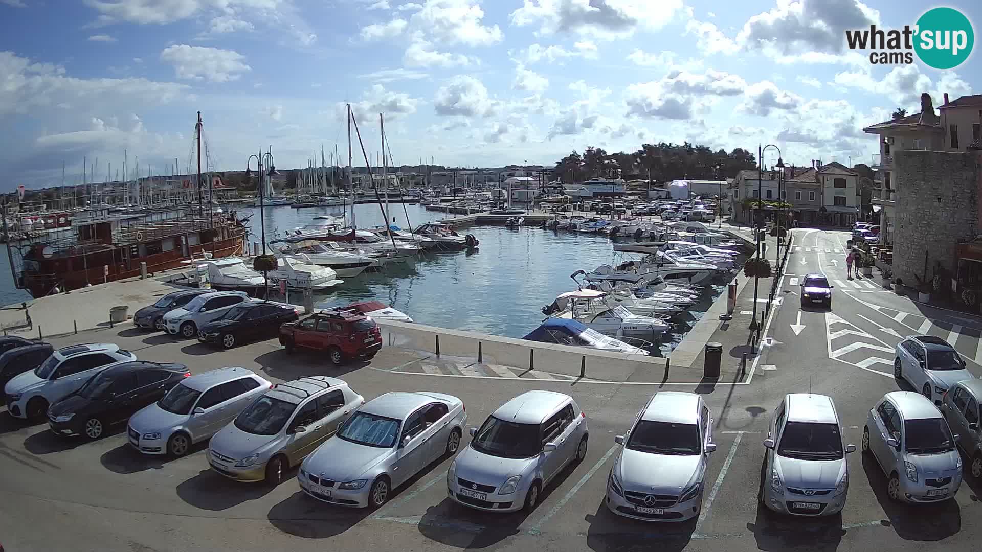Novigrad | Porporela marina