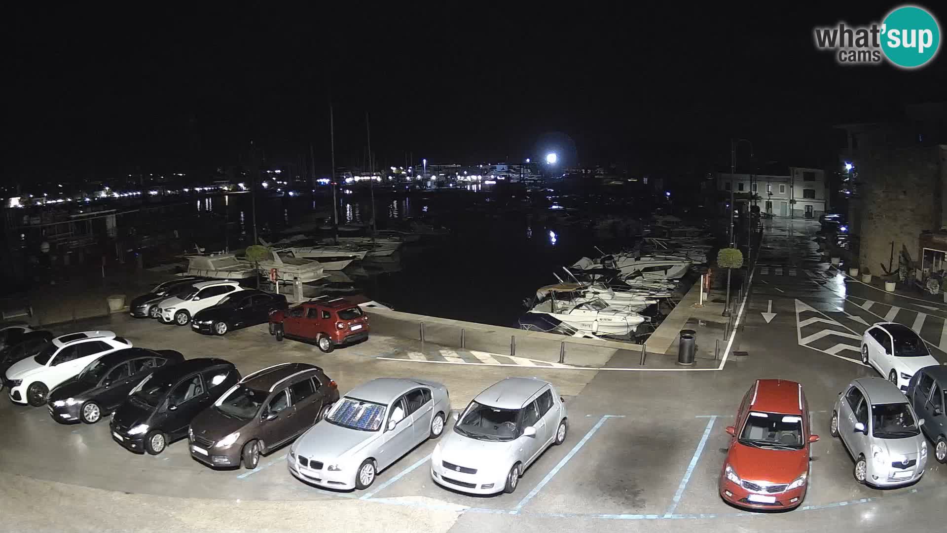 Novigrad | Porporela marina