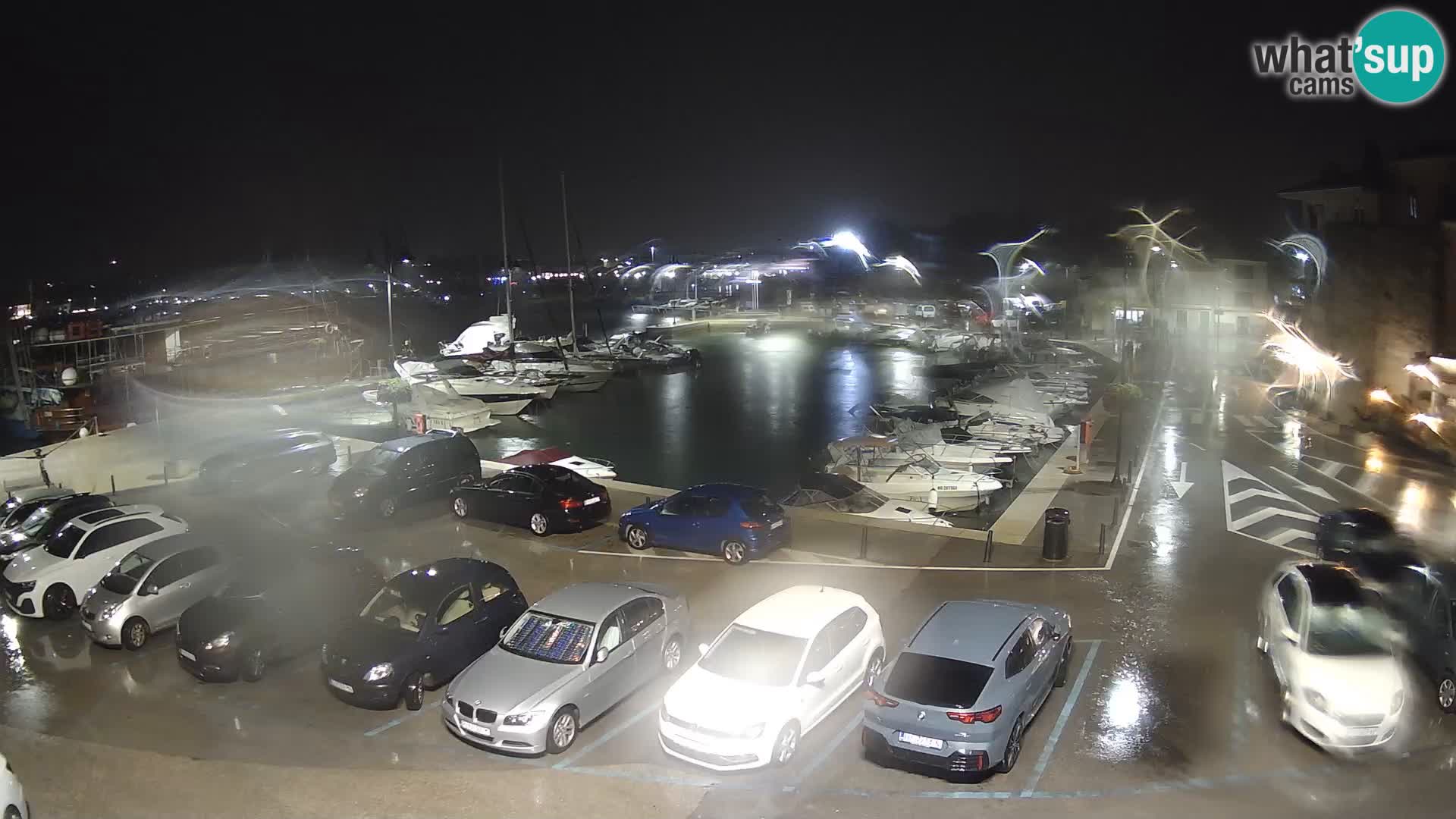 Novigrad | Porporela marina