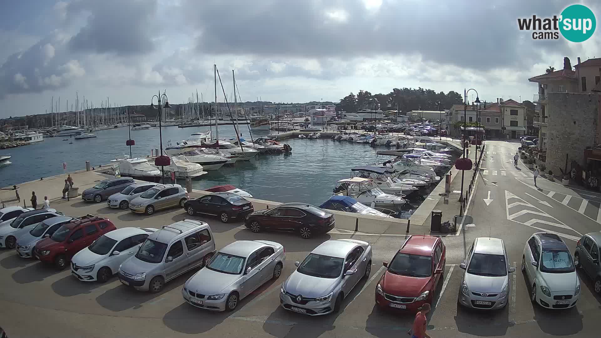 Novigrad | Porporela marina