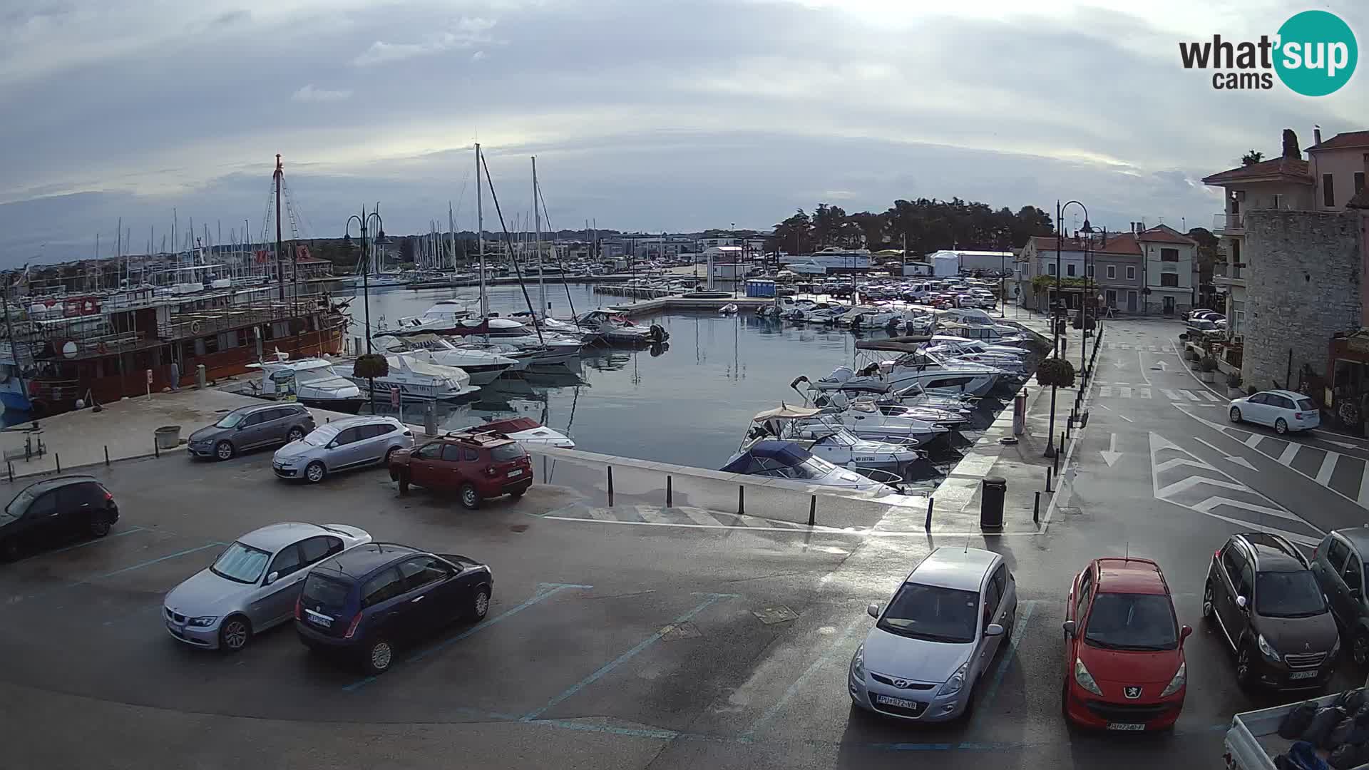 Novigrad | Porporela marina