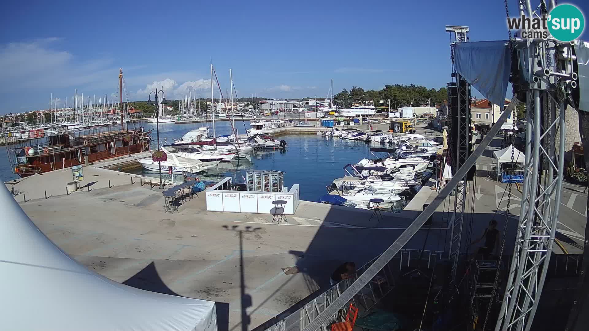 Novigrad | Porporela marina