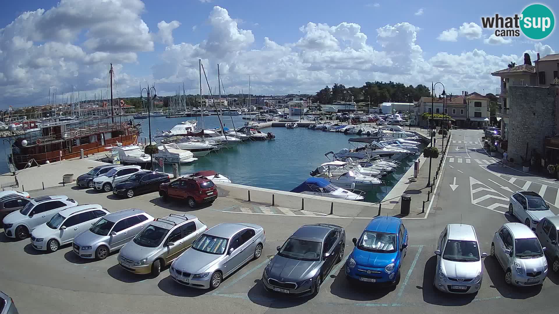 Novigrad | Porporela marina