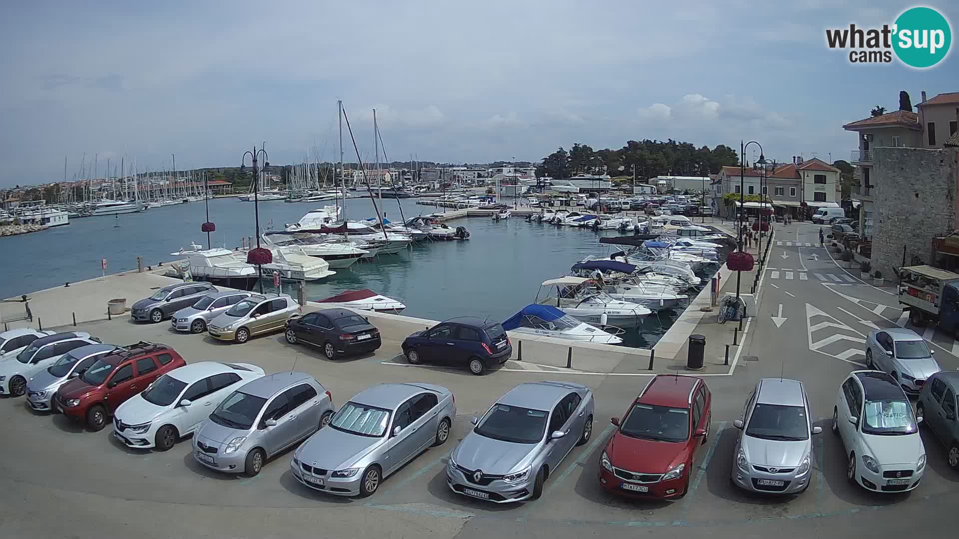 Novigrad | Porporela marina