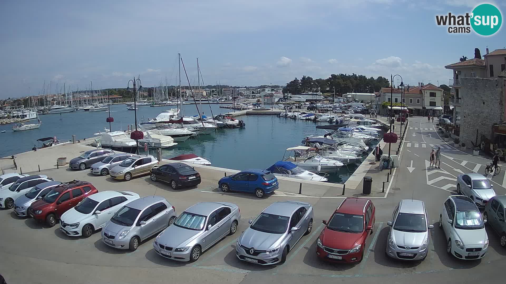 Novigrad | Porporela marina