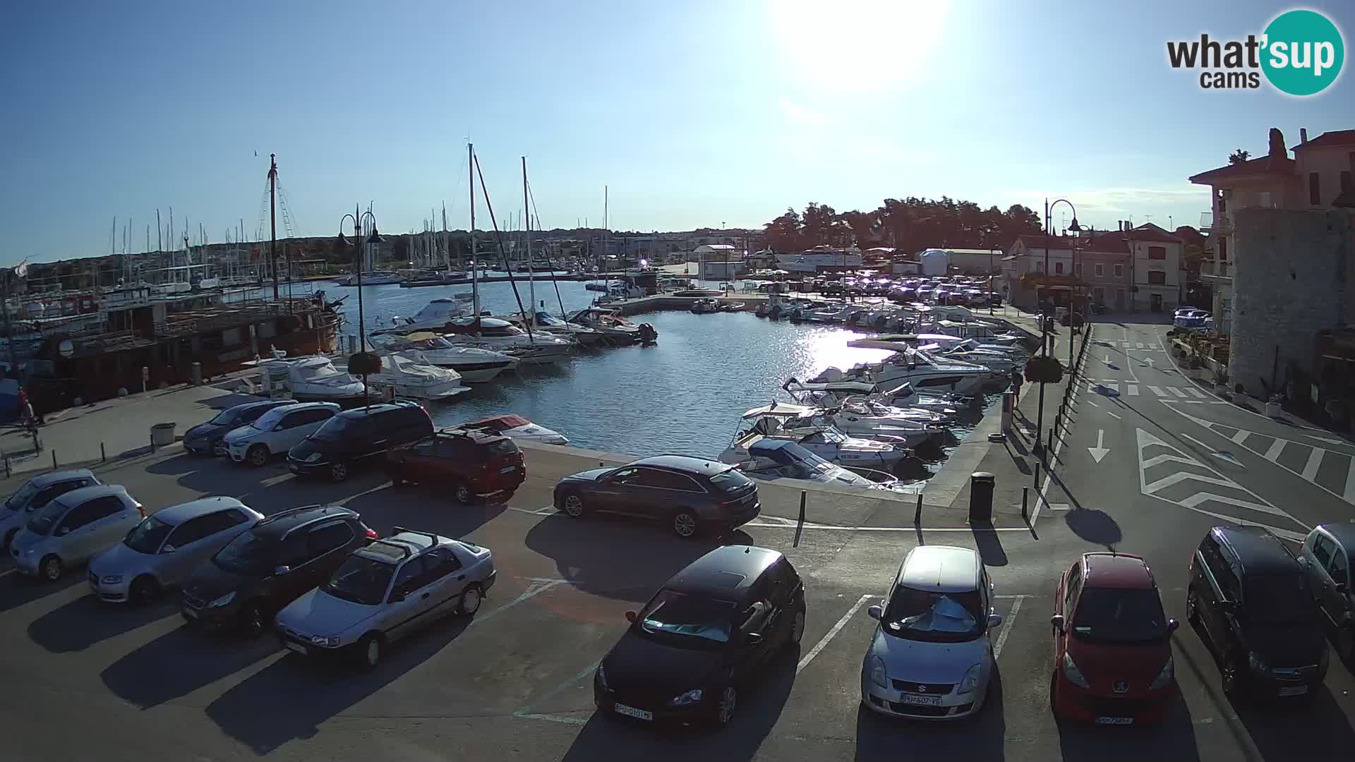 Novigrad | Porporela marina