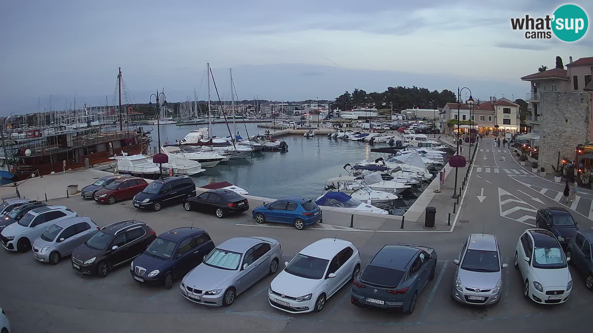 Novigrad | Porporela marina