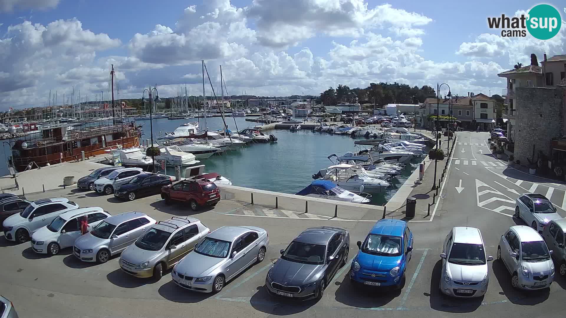 Novigrad | Porporela marina