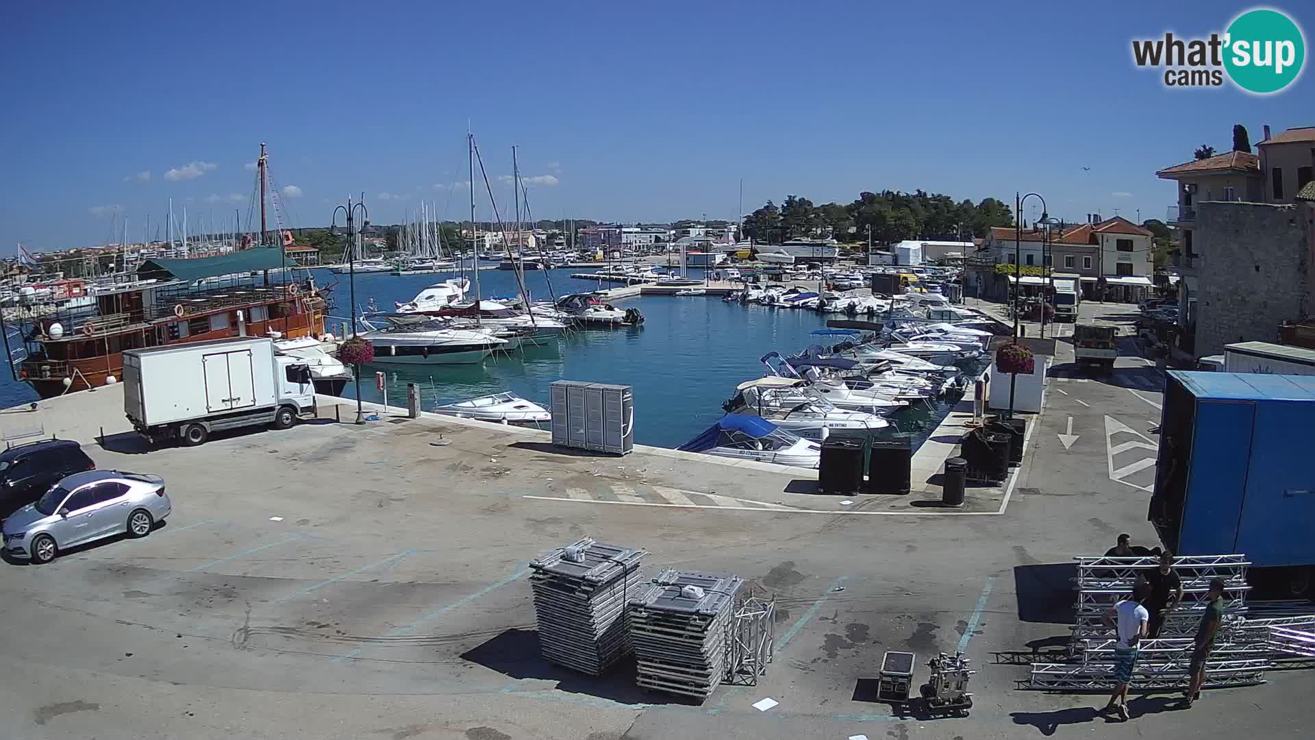 Novigrad | Porporela marina