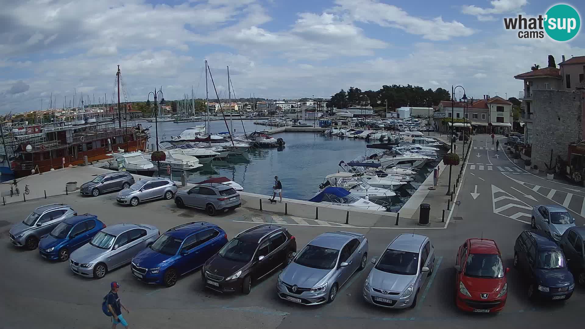 Novigrad | Porporela marina