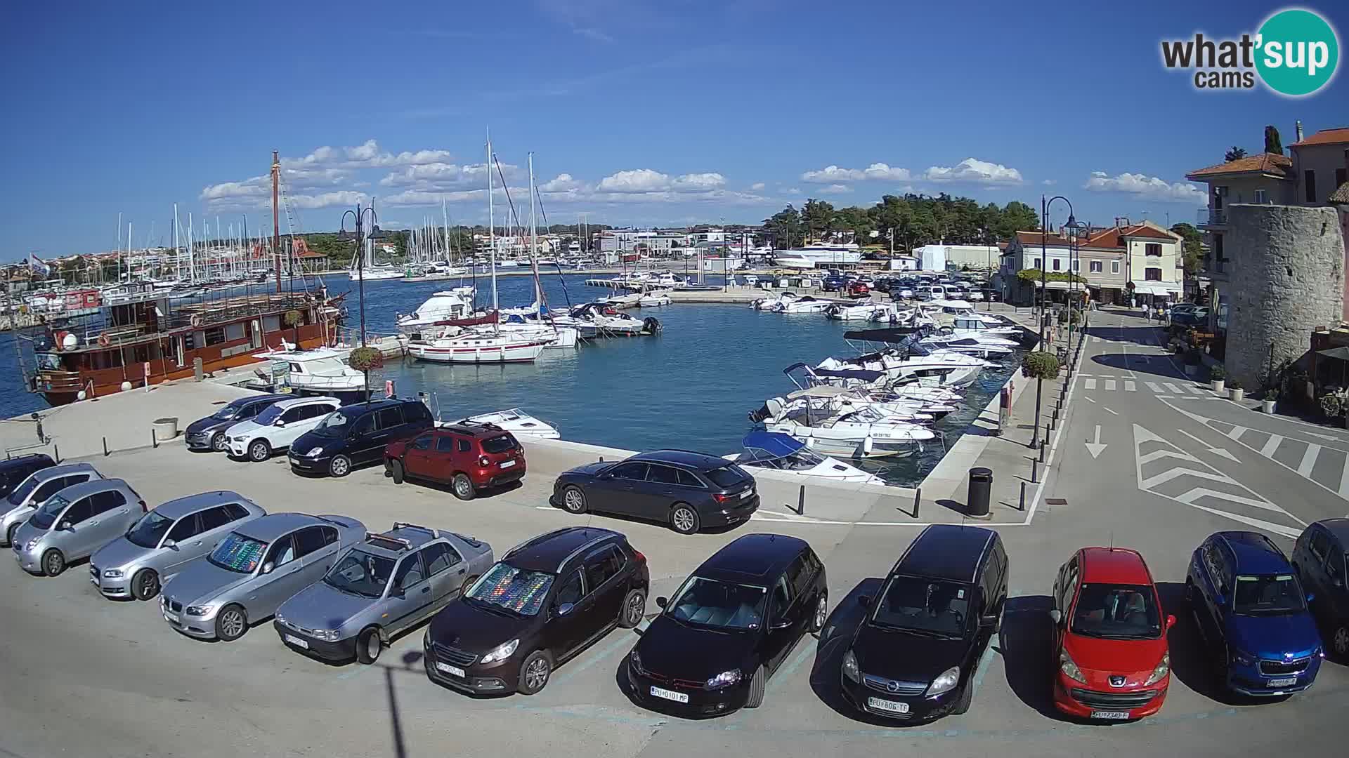 Novigrad | Porporela marina