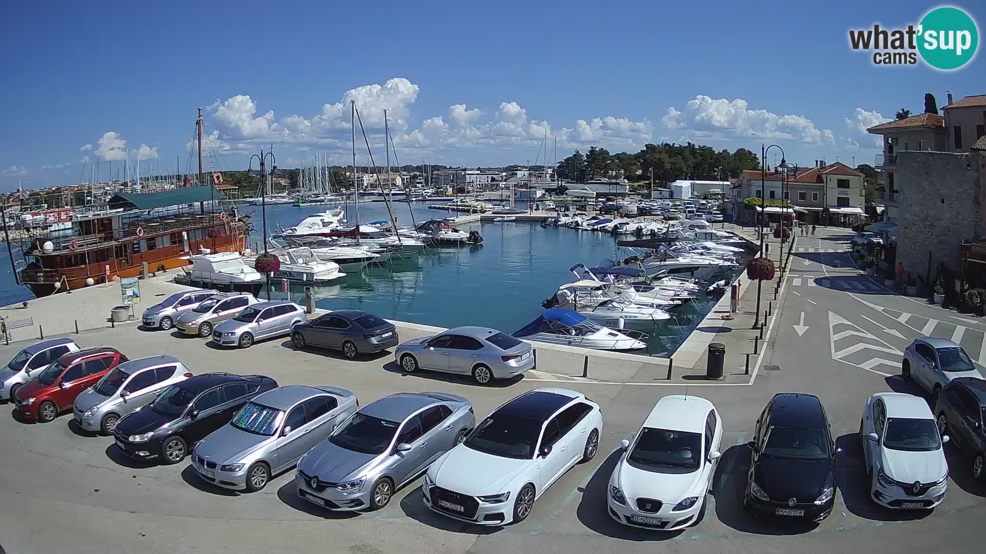 Novigrad | Porporela marina