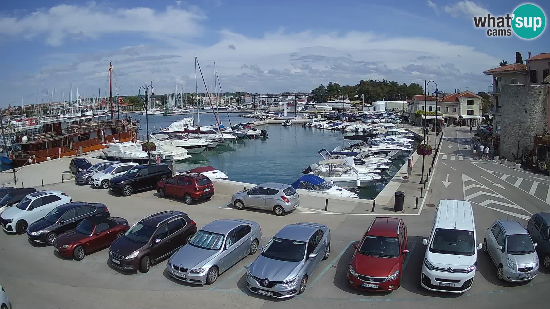 Novigrad | Porporela marina
